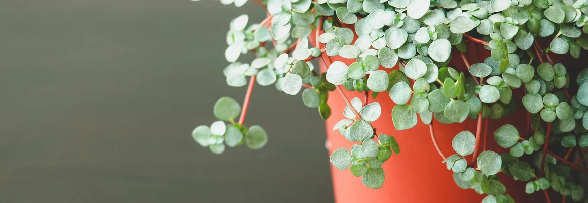 Pflanze mit rundlichen Blättern in Topf